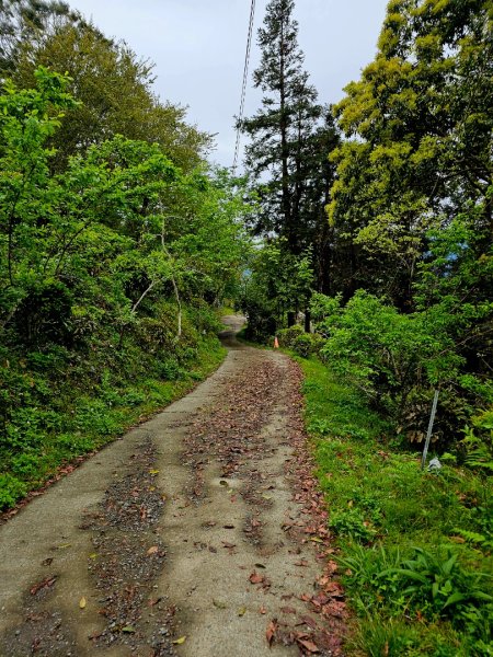 藤枝山-小百岳#68-高雄市桃源區2750333