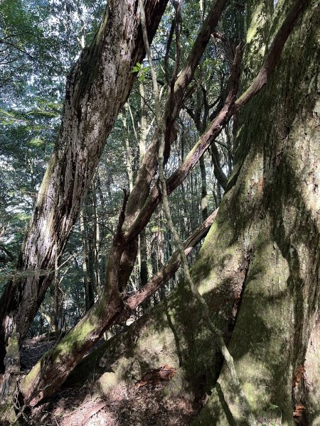 雪見大板根2959271