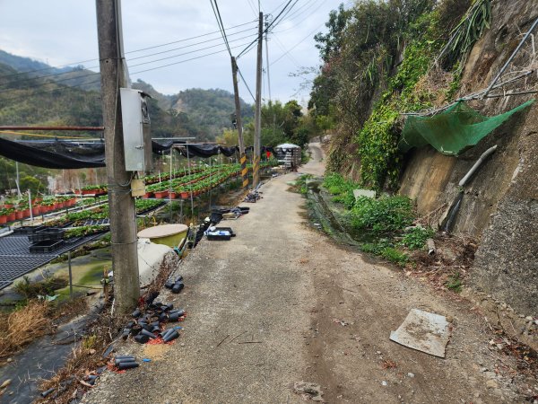 20260224雞隆山、八角林山、上果作園山3023632