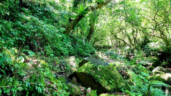 雙溪下坑古道2859473