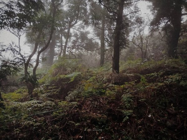 小百岳｜109.0104七星山主、東峰811710