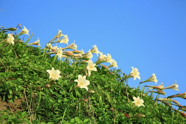 初夏北海岸的山花亂舞-麟山鼻的台灣百合125481