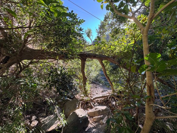 楓港紫竹林龍峰寺起登 里龍山(小百岳#80)來回2964457