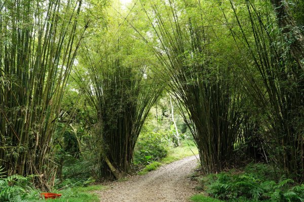 宜蘭 頭城 鶯子嶺2501341