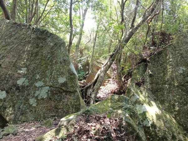 內湖區大丘田保甲路+開眼山+白石湖山+白石湖山東峰+大邱田山+消防山O型2858942
