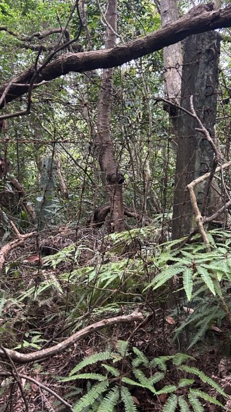士林劍潭山軍事地景漫走3048879