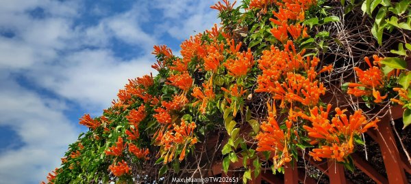 《台中》冬日暖陽｜筏子溪門戶迎賓水岸廊道健行賞鳥202601182983605