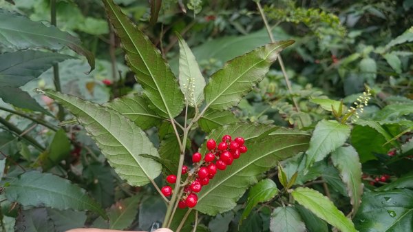 內樹尾、田中**山2708945