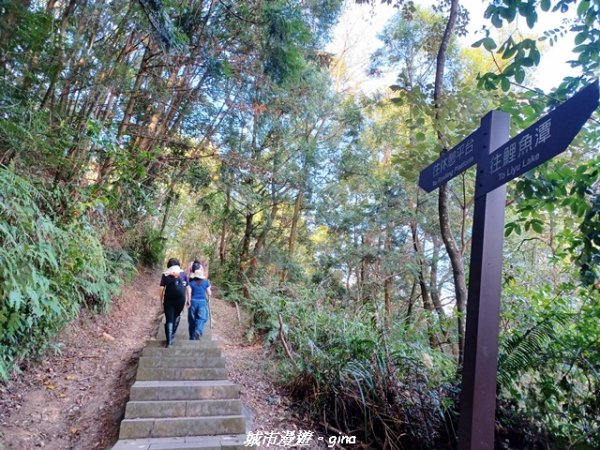 【南投埔里】天旨宮鰲頭山步道x虎頭山鯉魚潭步道x虎頭山觀景平台連走2988502