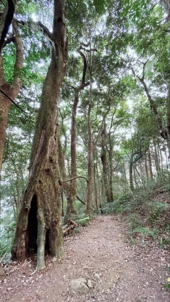 2021 新竹尖石_高台山連走島田山(高島P型縱走)1562743