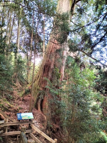 檜山巨木群步道2250292