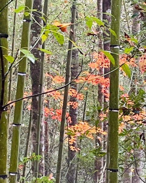 霞喀羅古道-養老進-白石駐在所折返2677519