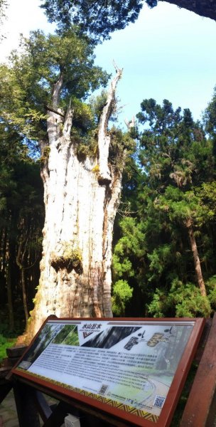 嘉義~探訪2700年樹齡之水山巨木1105299