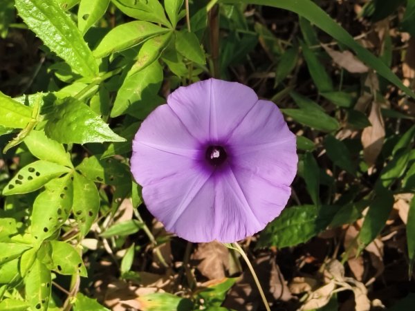 [百山百鳥尋旅-14/15] 2025_0929 劍潭山親山步道2900909