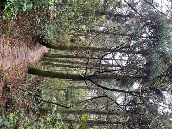 台北大縱走第三段風櫃嘴到小油坑2754488