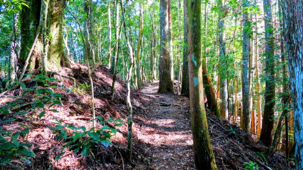 油羅山(一上三下)2959143