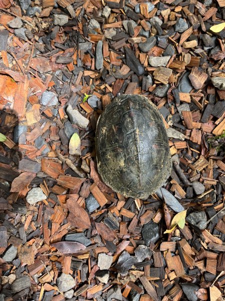 [微笑山線_第十二段] 2025_0803 五分山系_望古瀑布2851550