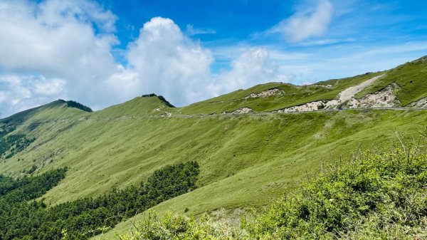 1130518｜0620合歡北峰杜鵑花2532543