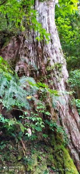 塔曼山越嶺達觀山連走拉拉山巨木群 - 神木巨木之旅1363261