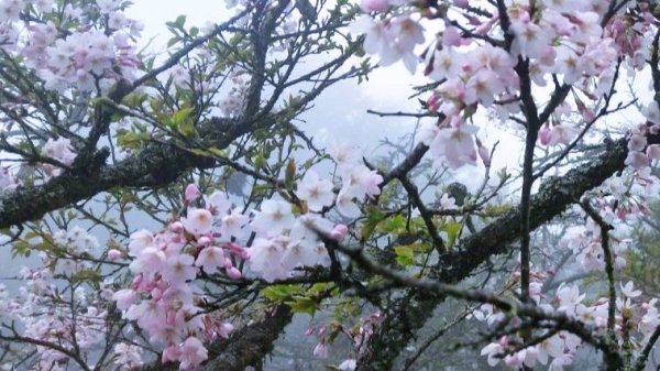 阿里山賓館 館前三月櫻花盛開890316