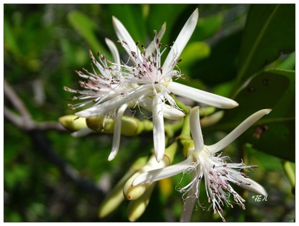 新豐紅樹林木棧步道2707063