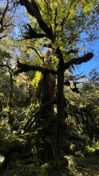 塔魔巴2天1夜來回/復興尖-四稜溫泉2357265