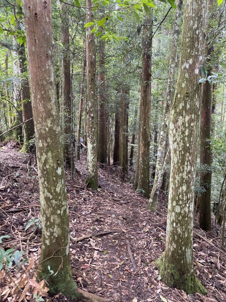 20250713-Ep.09油羅山步道-2025森遊竹縣皮皮獅探險隊2851890