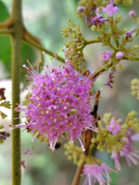 達娜伊谷-里美避難步道-巨石板步道-約富霓2788552