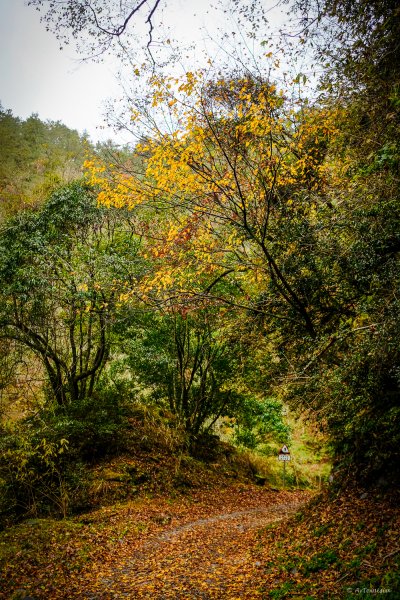 [冬訪大霸聖山岳參行]-大鹿林道東線榆金楓紅與九九山莊精選輯2974701