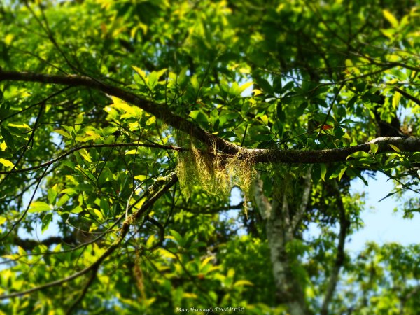《宜蘭》植物博物館｜員山福山植物園201805182889174