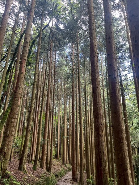 新竹 五峰 觀霧國家森林遊樂區 觀霧瀑布步道+賞鳥步道2811425
