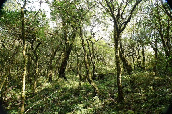 新北 烏來 波露山3000694