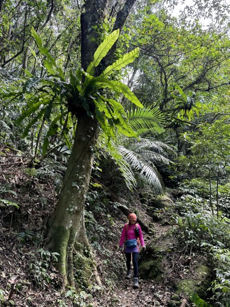 金面山-202503192770612