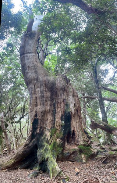 新北 塔曼山2832100