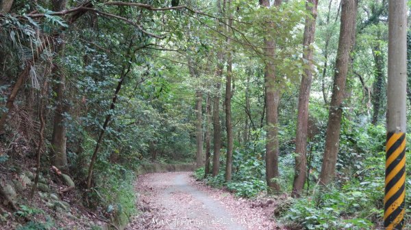 《南投》峰峰相連｜草屯九九峰森林步道O型202509062879323