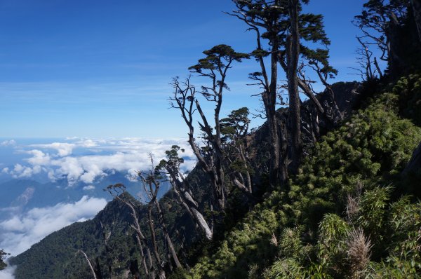 無與倫比的臺灣鐵杉與雲海～北大武山1125130