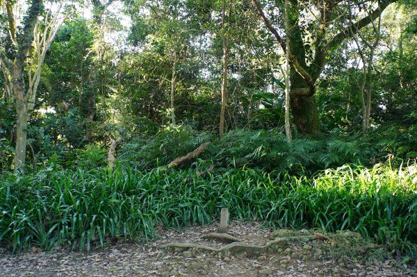 桃園 龍潭 太平山、清水坑山、石門山、小粗坑山、大竹坑山2977105