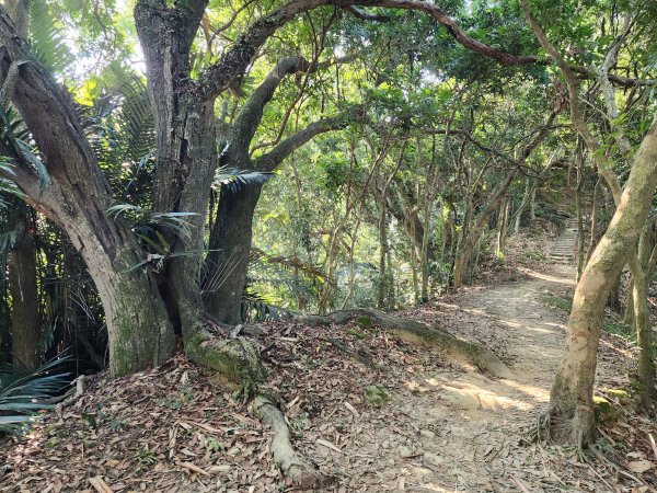 小百岳No.42⛰南觀音山2924861