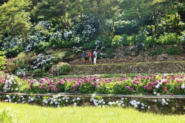 陽明山  頂湖環狀步道  ，竹子湖芋見小路 歐洲庭園 浪漫繡球花步道2174220