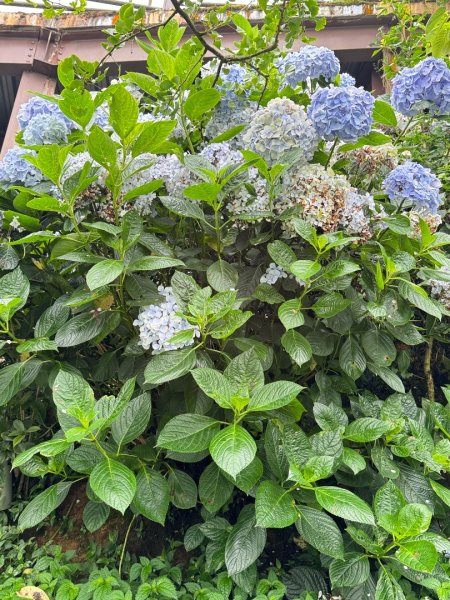 羊彎上武岫大崙山茶園尋山頭2824905