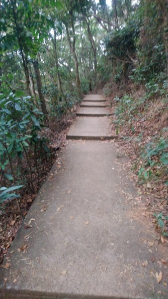 連走松柏坑山和橫山小百岳1555573