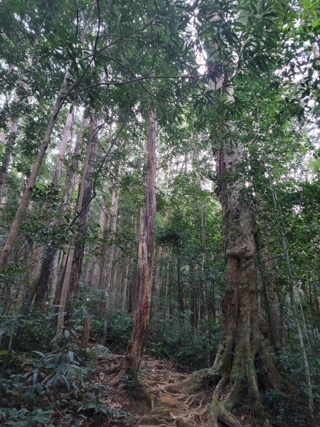 內鳥嘴山,北得拉曼步道2342259