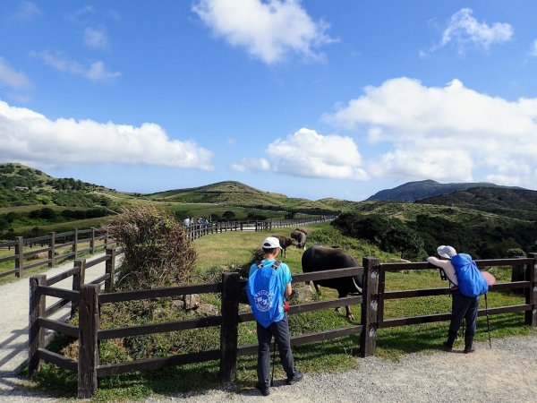 绢絲瀑布-擎天崗-竹篙山-環線步道-内双溪古道-坪頂古圳-坪頂新圳-登峰圳三圳連走出溪和宮, 來草原看牛吃草!