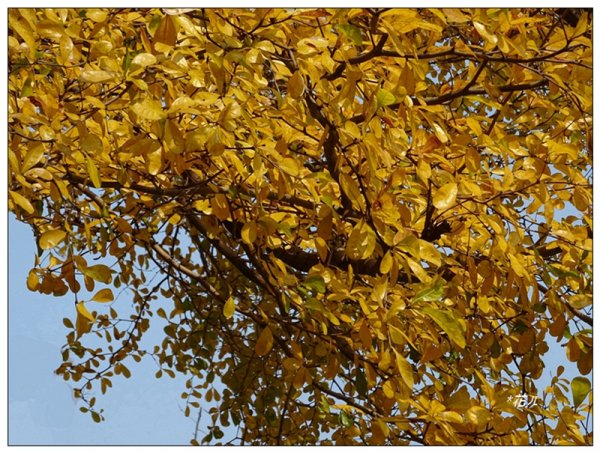 小葉欖仁/黃金雨1634891