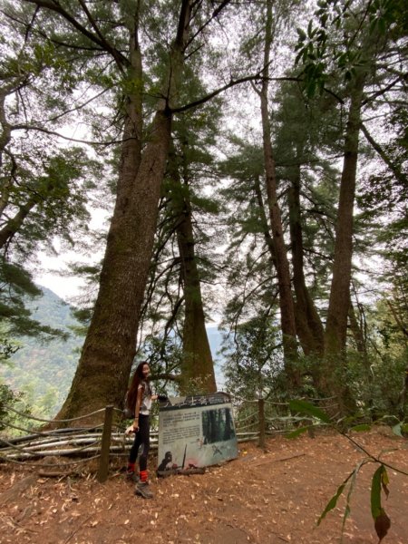 馬崙山 一點也不好走的五星級步道836365