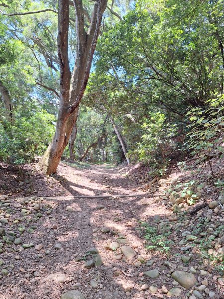 田中麒麟山森林步道202508172862022