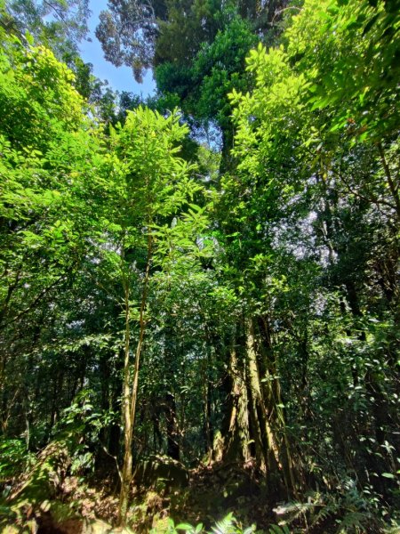 鵝公髻山-小百岳#31-新竹縣五峰鄉2243506