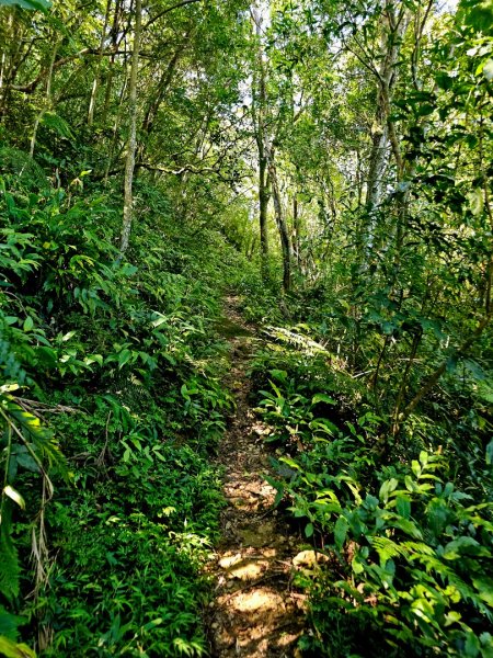 枋山坑古道(淡蘭中路)-新北市坪林區2882694