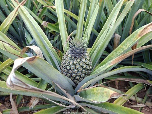 《南投》幸運之花｜草尾嶺步道賞血藤花202603293025003