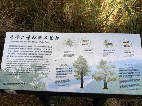 84稍來小雪山步道及天池神木11508183110055